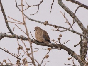 Late Season Mourning Dove