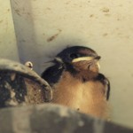 Barn Swallow chick