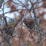 Fox and  White-throated Sparrows