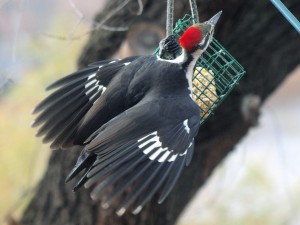 Pileated Woodpecker 11/6/14