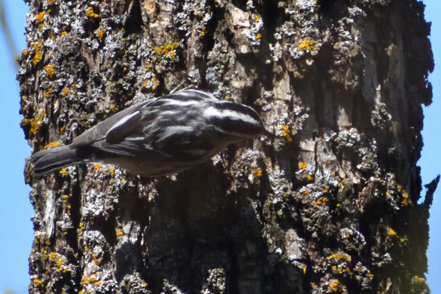 Black-and-white Warbler 5/13/2020
