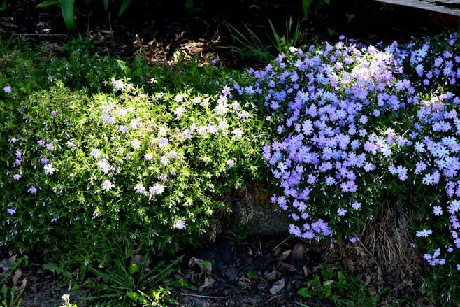 Flowers May 13 2024