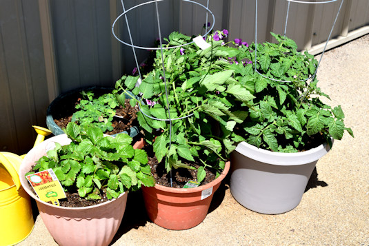 Plants June 5th 2024