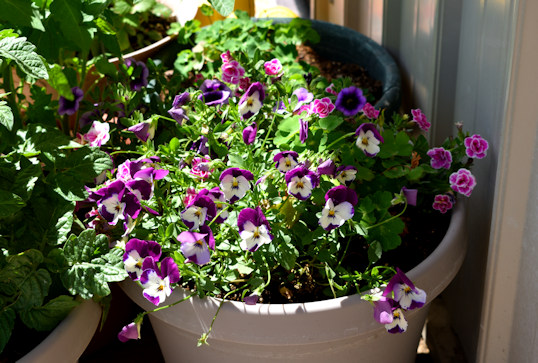 Flowers June 5th 2024